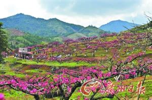 这里是华南地区最大的鹰嘴蜜桃桃园，