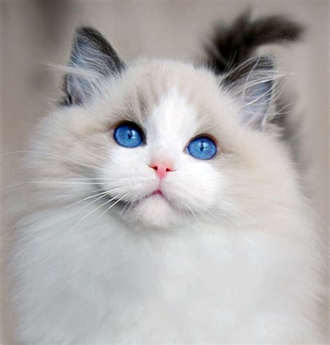 布偶猫的外形与特点和生活习惯