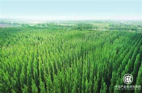 我国森林覆盖率提高到22.96%