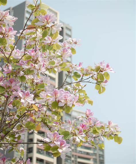 宫粉紫荆新品种选育 - 实用技术 - 广州市林业园林科技推广服务平台