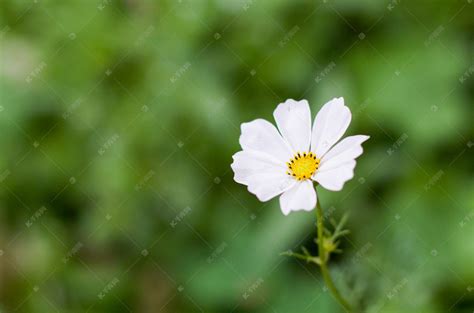 格桑花清晨白色花朵草地盛开摄影图配图高清摄影大图-千库网