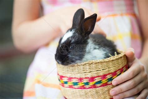 女孩把兔子放在篮子里高清图片下载-正版图片303489175-摄图网