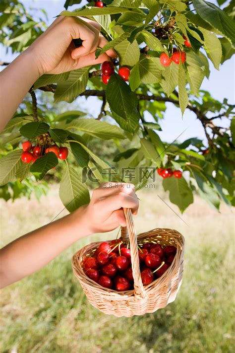 果农正在果园采摘成熟的桃子人工采摘桃子,果园树图片下载 - 觅知网