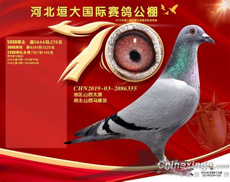 2019年河北垣大国际赛鸽公棚决赛获奖鸽271-300名-中国信鸽信息网相册