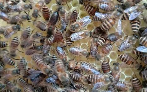 蜜蜂逃跑前有什么征兆？ - 养蜂技术 - 酷蜜蜂