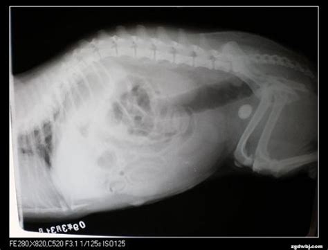 犬子宫蓄脓和膀胱结石 | 中国动物保健·官网