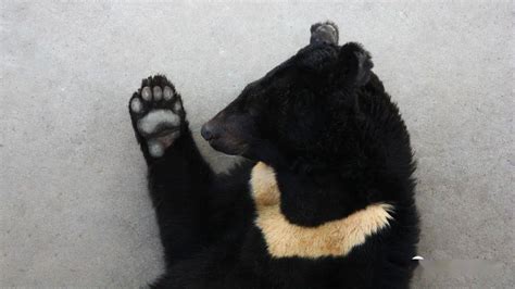 棕熊站立挥手被质疑是人扮的，动物园：是真熊_凤凰网视频_凤凰网
