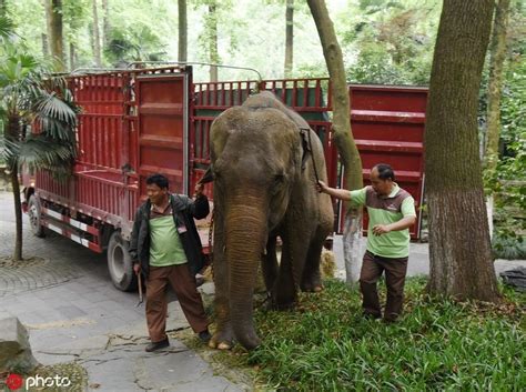 印度一司机试图驾车阻止大象前进，惹怒大象后遭其攻击