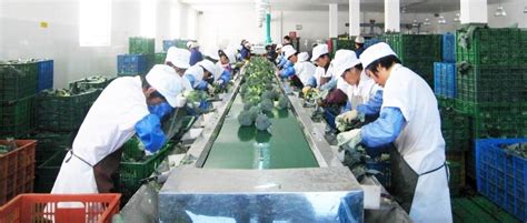 浙江3个蔬菜初加工机械化案例入选全国典型-中国农业机械化信息网