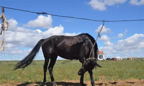 内蒙草原上的俊美黑马,被当地人称为“天马”,像黑珍珠一样!|天马|阿巴嘎|黑马_新浪新闻
