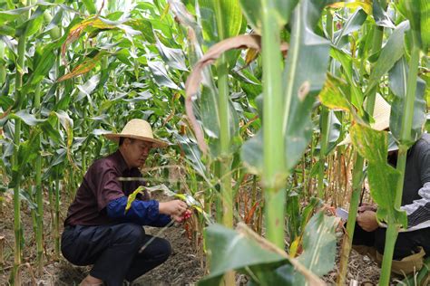 勐腊县种子管理站开展杂交玉米品种纯度田间种植鉴定鉴评工作