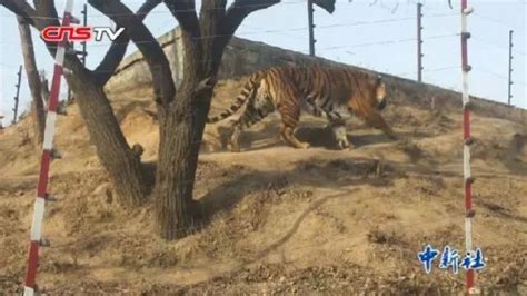 宁波一动物园发生老虎咬人事件，游客被叼走后遭啃咬，视频惊人！最新进展来了…