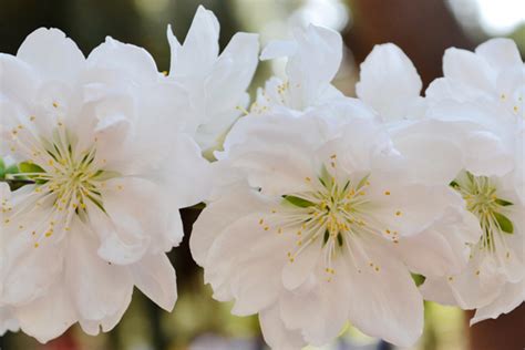 花语最悲伤的十种花 向日葵上榜，第六寓意无法停留的爱_排行榜123网
