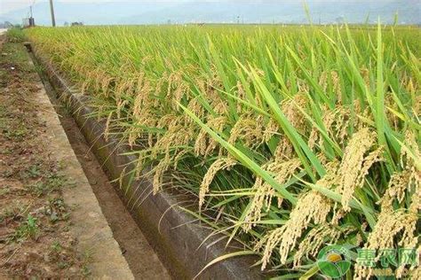 水稻播种的时候，一般按照一亩多少斤为宜进行播种呢？-农技学堂 - 惠农网