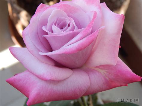 光 粉红色 玫瑰 花 年轻 自然 爱 盛开 特写 婚礼图片免费下载 - 觅知网
