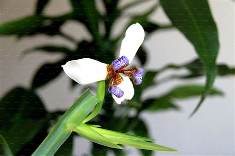 奇特的巴西鸢尾兰 - 的养花日记 - 花卉网