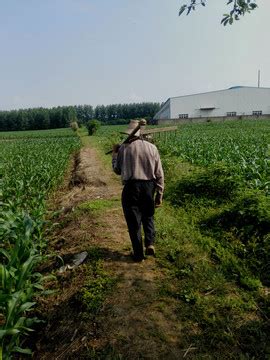 农田干活的人们图片-农场干活的人群素材-高清图片-摄影照片-寻图免费打包下载