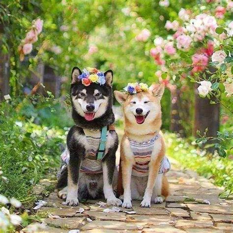 狗交配图图片