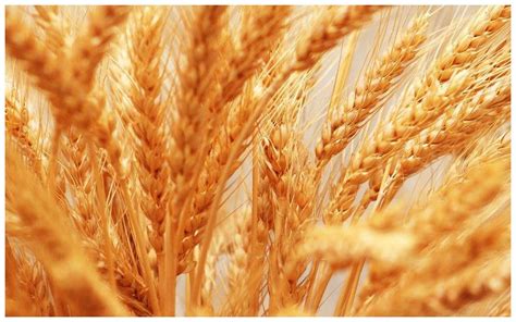 小麦苗的功效与作用,都具有哪些营养成分？__财经头条