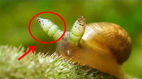 虫子寄生在蜗牛的触角中你见过吗？盘点自然界4种最可怕的僵尸动物_腾讯视频