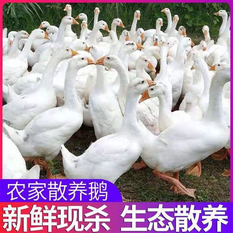 [黑棕鹅批发]黑棕鹅，光鹅，白条鹅，毛鹅价格15.5元/斤 - 惠农网