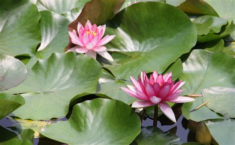 水莲花大全图片