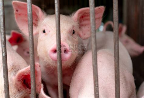 可爱的小猪在农场快乐和健康的小猪畜牧业肉类行业动物肉市场非洲猪瘟和猪流感的概念养猪哺乳动物猪圈里高清图片下载-正版图片502707428-摄图网