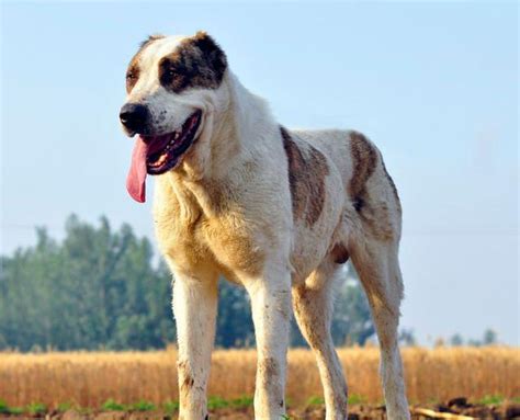 有哪些大型犬比较适合养（12 个著名的大型犬种名称及特点） - 胖萌舍宠物网