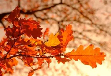 “赏、闻、尝、听”你对秋的印象是什么？_太行晓朝_新浪博客