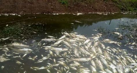 烟台：12亩鱼塘一夜死了6000斤鱼 养殖户损失超5万 - 爱钓网