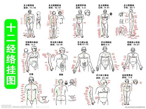 脾经络图及走向图图片