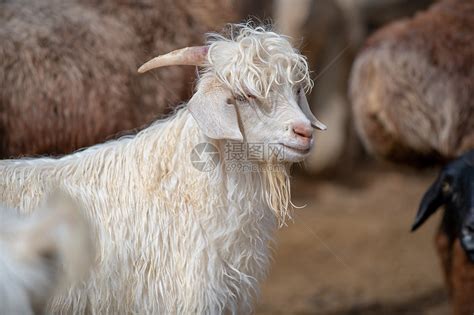 盘点国内有名的地方羊品种 - 惠农网触屏版