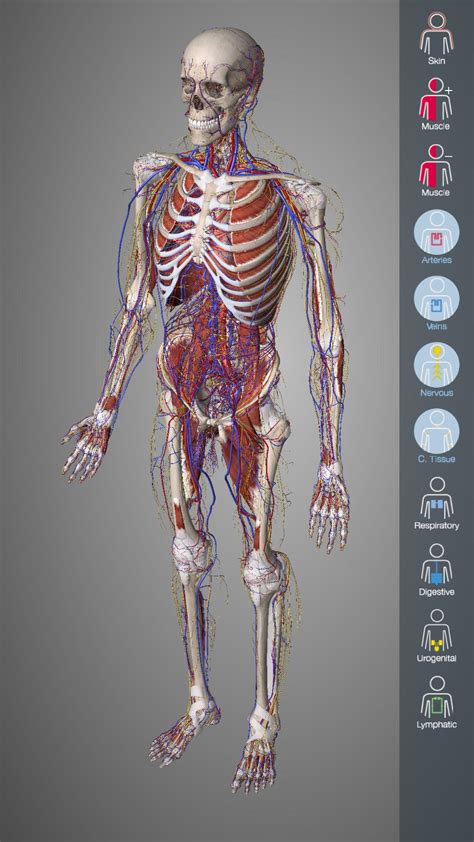 系统解剖学第四版pdf扫描电子版