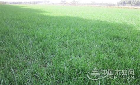天堂草草坪的优缺点 养护方法-江苏长景种业有限公司