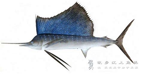 旗鱼 Istiophorus platypterus qí yú_大型鱼_鱼花网