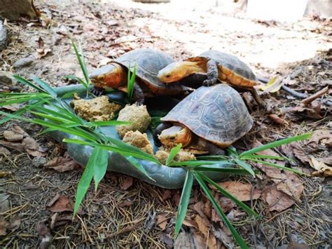 上海动物园首次成功繁殖黄缘闭壳龟，是国家二级保护动物，取名“呆呆” - 周到