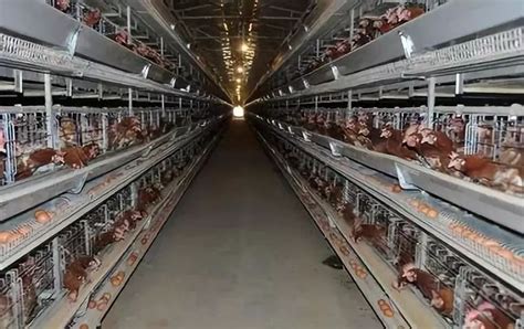 太贵了！投资5万只蛋鸡的自动化养鸡场，需要这么多钱...