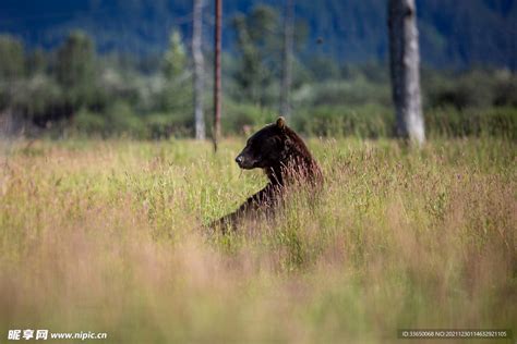 亚洲黑熊摄影图片-亚洲黑熊摄影作品-千库网