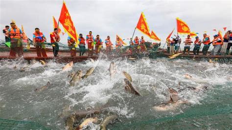 新疆博斯腾湖：鱼儿满舱渔民乐-人民图片网