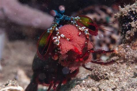雀尾螳螂虾：给你一拳你可能会死？