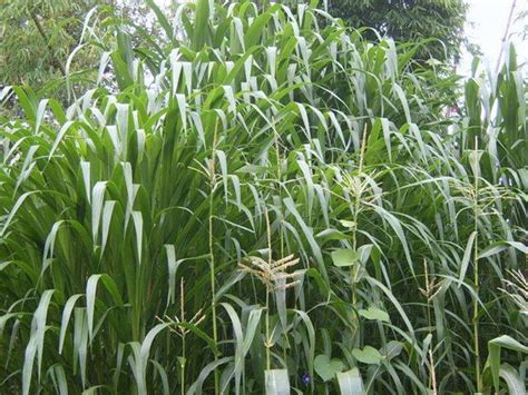 甜象草和皇竹草哪个产量更高 有什么区别-绿宝园林网