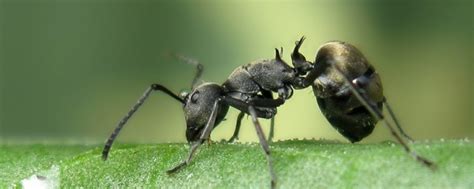 蚁群的收割蚂蚁在丙烯酸蚂蚁农场。蚁巢有蚁主，蚁工，蚁卵，蚁兵和蚁后。高清视频。特写镜头。玉米食品。宏。有选择性的重点。大家庭的概念。大自然 ...