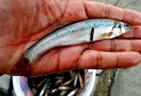 东北鱼种类 - 业百科