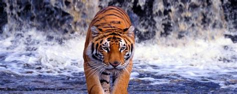 老虎是怎么辨别气味的 - 业百科