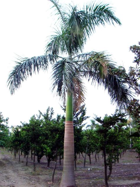 大王椰子树 - 快懂百科
