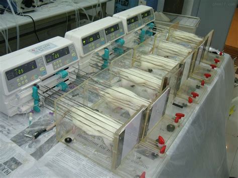 动物实验外包服务-广州微平科技服务有限公司
