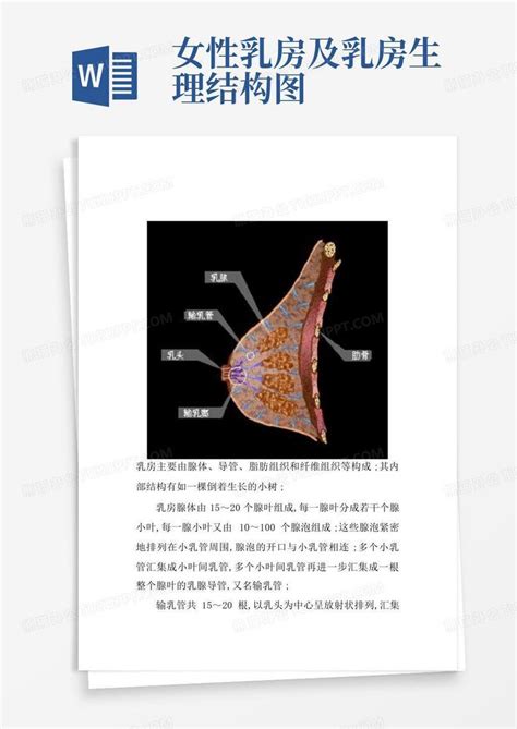 女性乳房及乳房生理结构图-Word模板下载_编号qpdoxaky_熊猫办公
