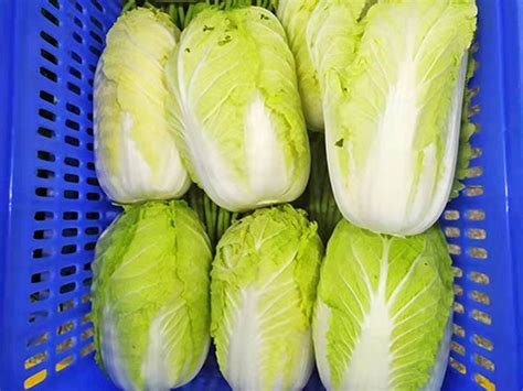 2013年山东青州春季大白菜3月上市_白菜价格行情_蔬菜商情网