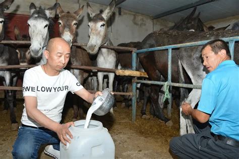 巴氏杀菌鲜奶机|驴奶生产线|全自动牛奶加工 乳制品设备-环保在线