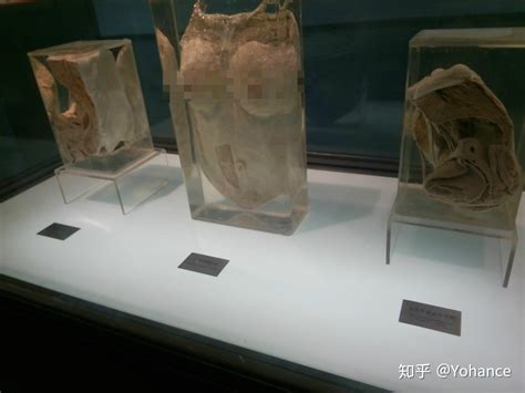 上海自然博物馆（全是尸体，慎入！）图片展-绿川新苑业主论坛- 上海房天下